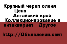 Крупный череп оленя  › Цена ­ 2000-2500 - Алтайский край Коллекционирование и антиквариат » Другое   